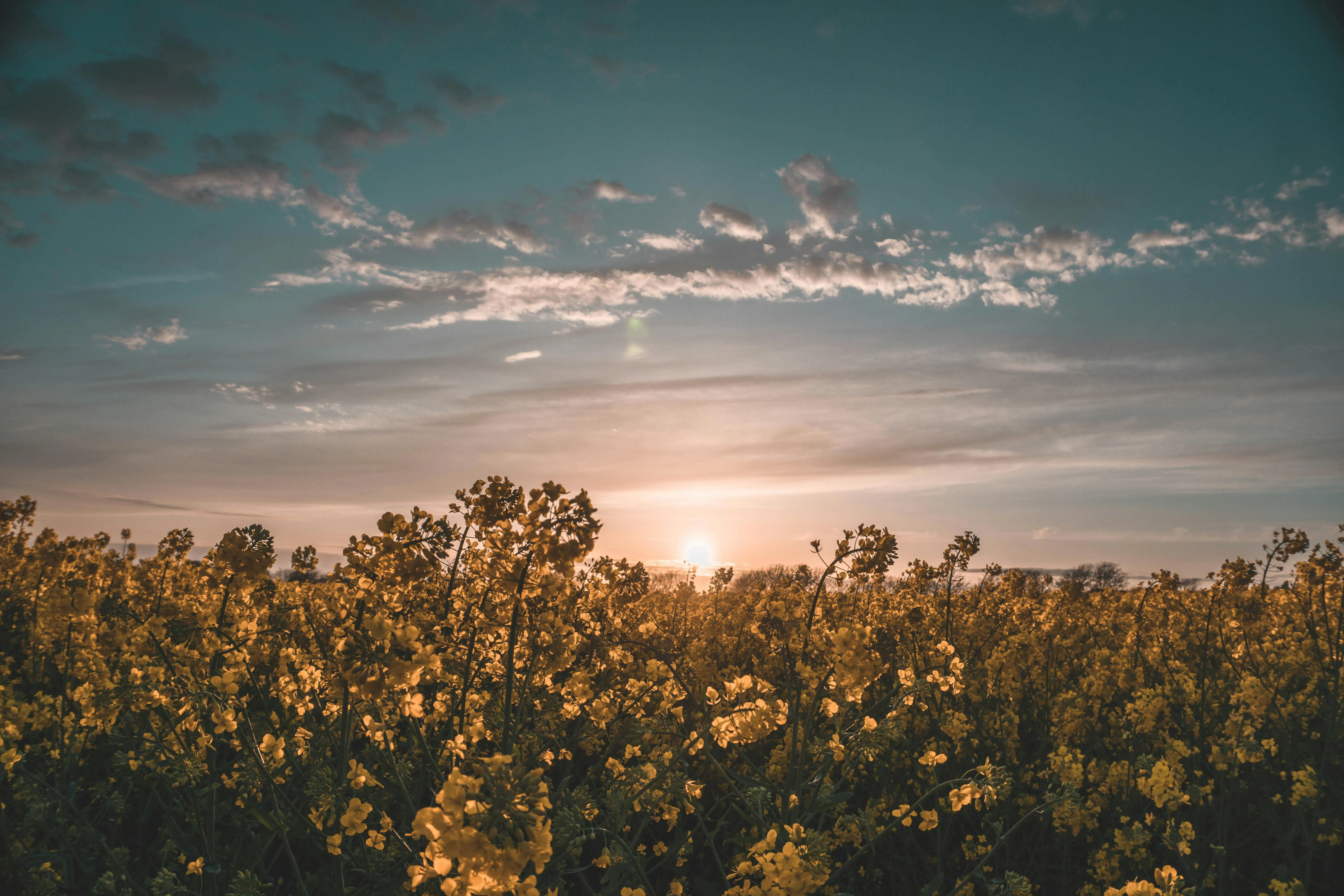 Blog La Maison Sattvaïa - Articles naturopathie et bien-être