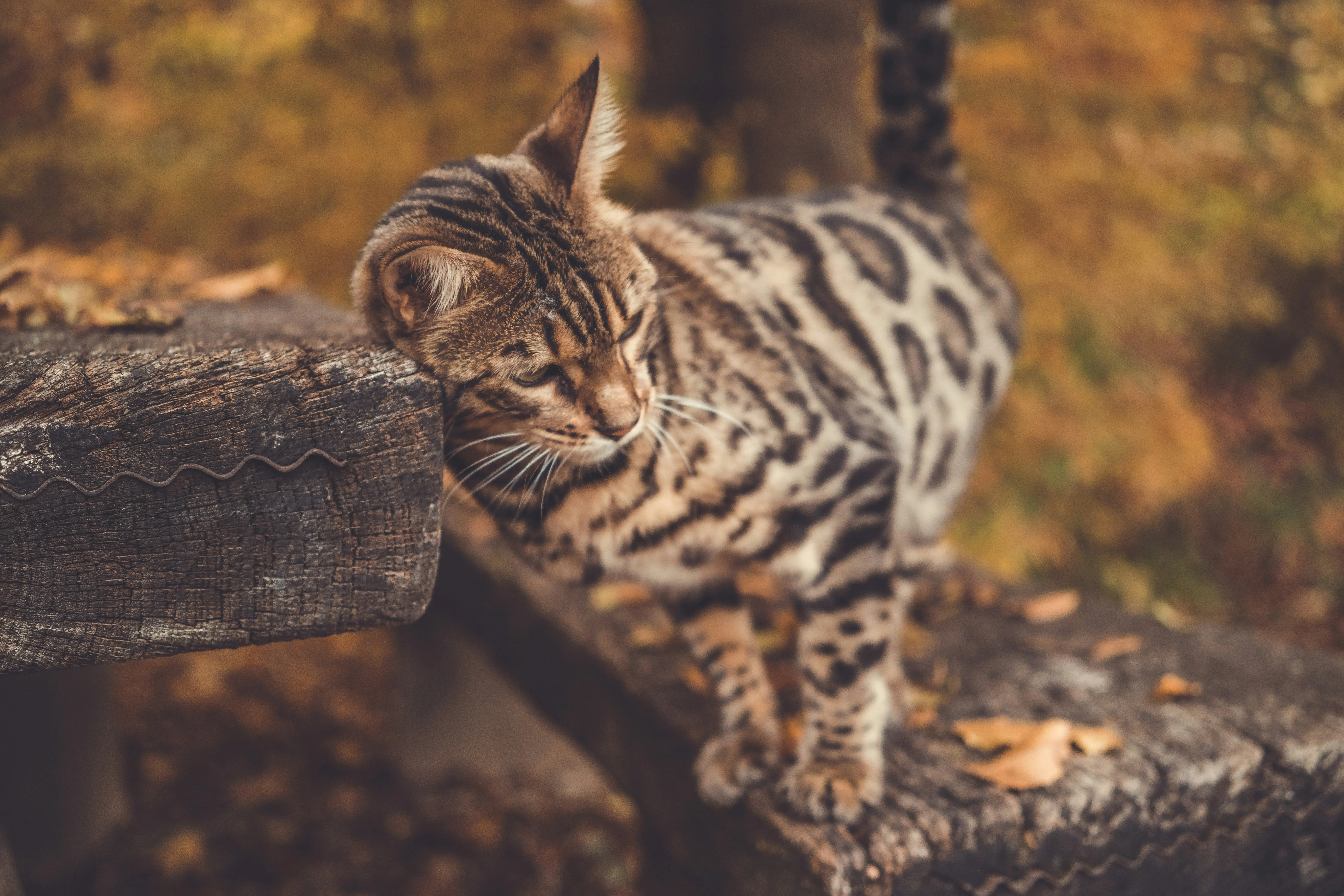 Bienfaits naturopathie animale – La Maison Sattvaïa