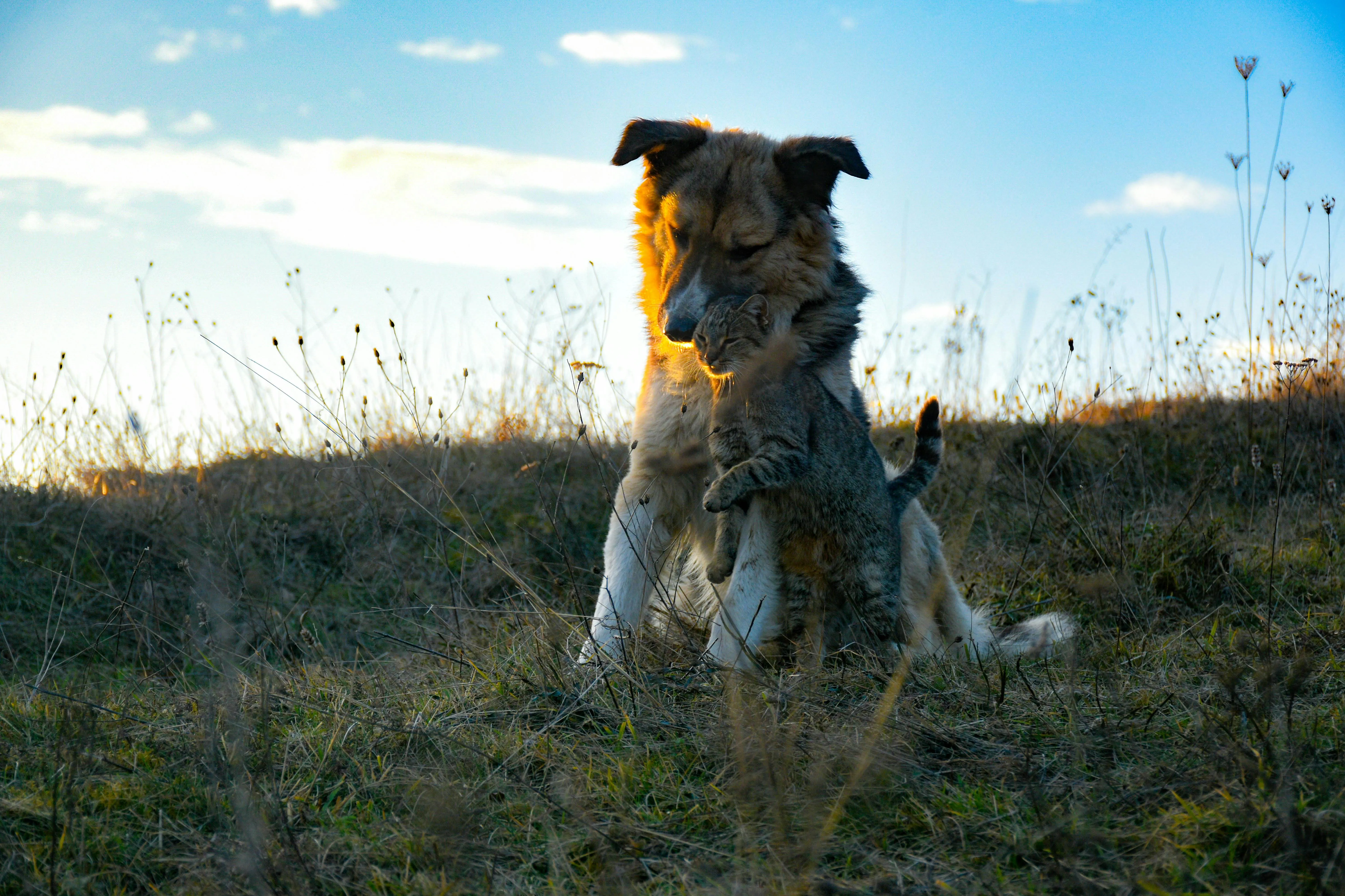 Naturopathie animale – bien-être naturel pour chiens et chats